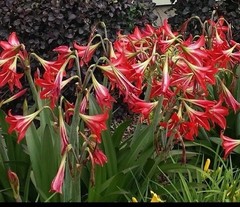 5 Red Amaryllis Bulbs Perennial Clumping Cold Resistant /Outdoor-5 bulb pack