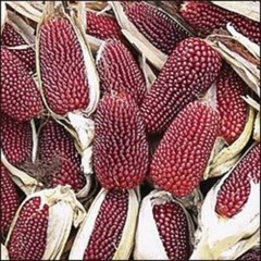 150 Red STRAWBERRY POPCORN CORN Zea Mays Vegetable Seeds