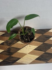 US SELLER!! Monstera Burle Marx Flame — SELLERS CHOICE!!!