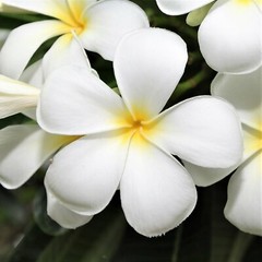 HAWAIIAN MIXED PLUMERIA FRANGIPANI PLANT CUTTINGS – FRAGRANT EASY TO GROW