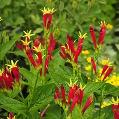 Indian Pink Spigelia Μarilandica Perennial Bare Root Live Plant Outdoor Garden