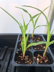 Corn Live Plant – Seedlings/Plugs and Plants – 3″- 12″ tall – 30-60+ days old
