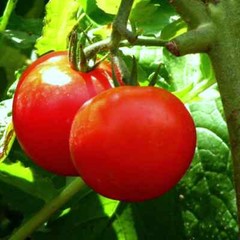 TOMATO SLICER BONNY BEST SCARLET 100 SEEDS