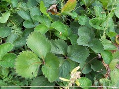 100 Early glow June bearing strawberry plants – dormant