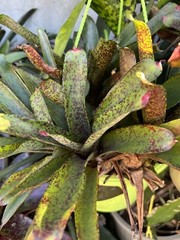 Exotic TROPICAL LANDSCAPE PLANT Pup Bromeliad colorful -unbranded