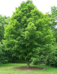 Live Sugar Maple Plant – 6” Tall – 4” Pot – Shade Tree for Garden & Landscape