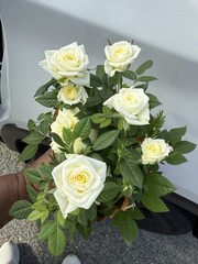 Mini Roses White Dwarf Rose Indoor Outdoor Balcony Plant Easy Care Plant