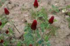 Trifolium incarnatum | Crimson Clover | Italian Clover | 100 Seeds