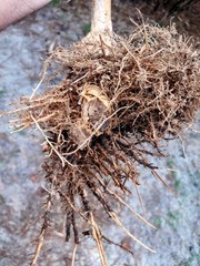 Bambusa multiplex – Green Hedge Clumping Bamboo – Start, One Rooted Cutting