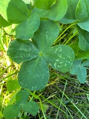 $4.99 shipped to you RARE REAL 4 Leaf Clover 🍀 Hand picked from WAYNESVILLE OH