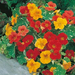 Alaska Mix Nasturtium Seeds | 25 – 250 Seeds | Non-GMO | Free Shipping | 1198