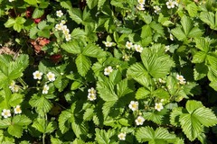 20 ‚ PINEAPPLE CRUSH ‚ STRAWBERRY Everbearing Fragaria Vesca Alpine White Yellow