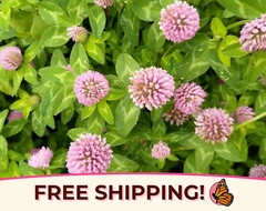 1150+ Strawberry Clover Seeds | Flower Gardening Seed, Trifolium fragiferum