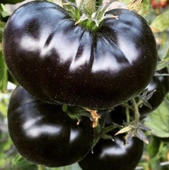 30+ Black Sea Man Tomato Seeds – Heirloom – Organic ———————– RARE