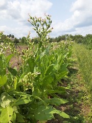 1000 «Great Lakes Gold» Tobacco Seeds FROM MICHIGAN! Organic, Heirloom, non-GMO