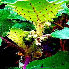 Naranjilla Orange Tree Seeds Solanum quitoense «Lulo Quito» Garden Fruit Plant