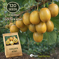 20 Golden Kiwi Seeds Heirloom Fruit Vine Sweet Garden Easy Grow