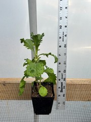 Scabiosa Live Flower Plants – Seedlings/Plugs- 5″- 12″ tall – 30-50 days old