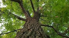 1 Black Walnut Tree 12-24″ Tall Bare Root Juglans nigra American