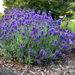 LAVENDER 10 FRESH FLOWER SEEDS FREE USA SHIPPING