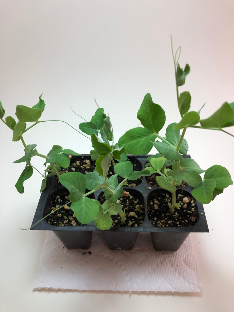 Sugar Snap Pea Live Plants – Seedlings/Plugs- 3″- 6″ tall – 30-50 days old