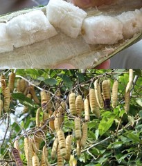 Inga laurina (Fabaceae) Guamá Little Ice Cream 1 Plant 6”