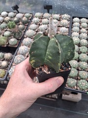 Astrophytum asterias variegated big size US seller