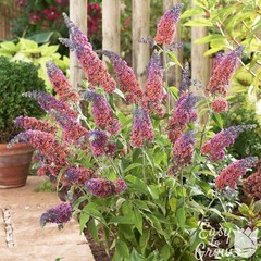 Buddleia Butterfly Bush Bicolor 1 Potted Plant Rooted in Quart Pot, Easy to Grow