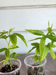 Rare Healthy 2 Bannana Passion Fruit Plants Vines Fast Growing Fruit Within Year