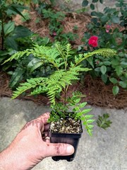 Blue Jacaranda Tree – Jacaranda mimosifolia – Live Plant in 3″ Pot 6 – 8″ Tall