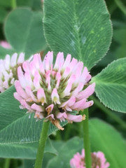 Trifolium fragiferum | Strawberry Clover | Strawberry Headed Clover | 250 Pellet