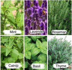 10,825 Herb Seeds 12 Varieties Pack – Mint / Lavender / Thyme / Rosemary & More