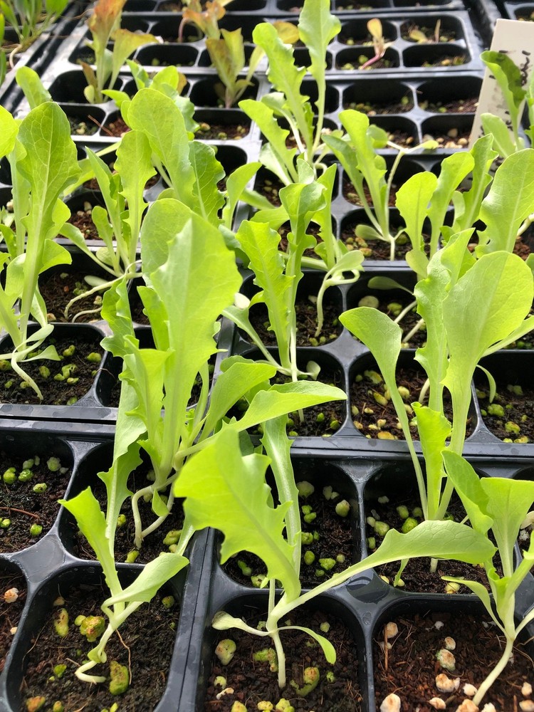 Iceberg Lettuce Live Plants – Seedlings/Plugs- 3″- 6″ tall – 30-50 days