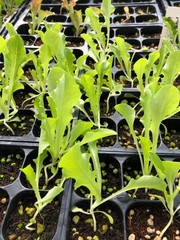 Iceberg Lettuce Live Plants – Seedlings/Plugs- 3″- 6″ tall – 30-50 days