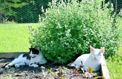 Catnip Seeds 1000+ Herb Perrenial Garden NON-GMO USA FREE SHIPPING