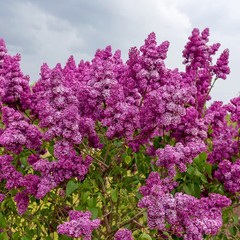 Lilac Syringa Common Purple 1 Potted Plant Rooted in Quart Pot, Easy to Grow
