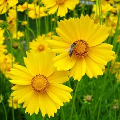 Lance Leaf Coreopsis Seeds | Non-GMO | Free Shipping | Seed Store | 1272