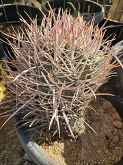 E. Polycephalus, 11″ Tall, 10″ Wide