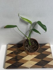 US SELLER!! Monstera Burle Marx Flame — SELLERS CHOICE!!!