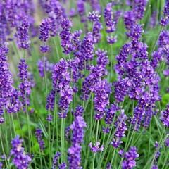 2,500 Heirloom Perennial English Vera Lavender Seeds Beautiful Fragrant NonGMO