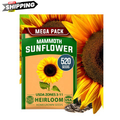Mammoth Sunflower Seeds 520+ Giant for Planting Bulk Packet Heirloom HOME GROWN