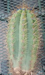 Argentine Saguaro Very Fat Stem 18 Inches Tall