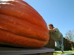 10 DILL’S ATLANTIC GIANT Record Breaker PUMPKIN SEED – THESE ARE THE BIG ONES!!!