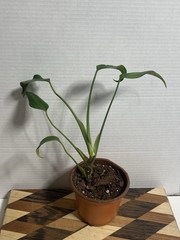 US SELLER!! Monstera Burle Marx Flame — SELLERS CHOICE!!!