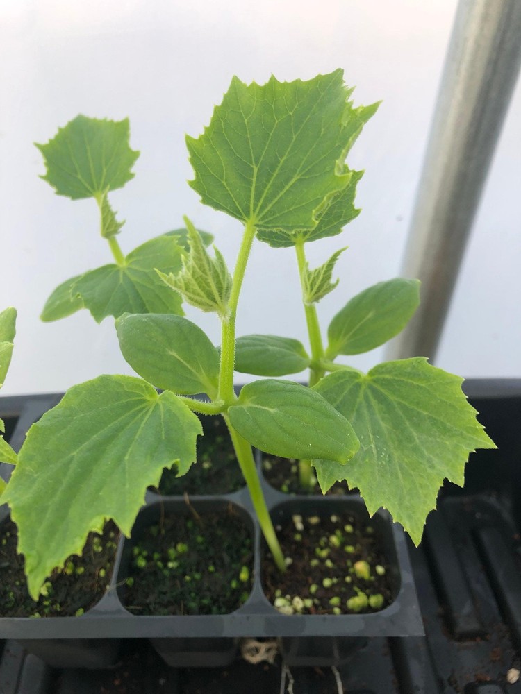 Cucumber Live Plant – Seedlings/Plugs and Plants – 3″- 12″ tall – 30-60+ days