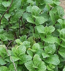 6+ Peppermint Plants with Roots, No Pesticides, No GMO, Organic,