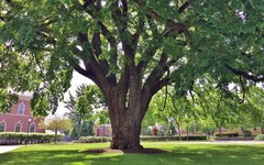 American White Elm Tree Seeds (Ulmus americana) Fast Growing Shade Tree, Hardy-2