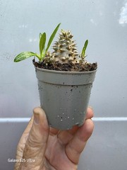 Pachypodium Densiflorum Live Cactus ~ Succulent Plant 2.5″ Pot USA Seller