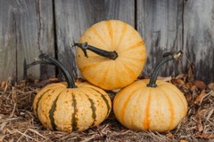 20 Tiger Stripe Pumpkin Seeds. USA Seeds. Organic. Ships free