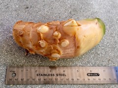 White Torch Ginger Rhizome (Etlingera Elatior) Tropical Flower Outdoor Plant